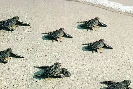 데니즈 * 페티예